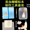 Materiales para Hacer Espécimenes de Insectos Juego de Herramientas Aguja para Insectos Tablero Separador Papel Conservante Mariposa Original Insecto Húmedo
