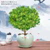Planta de Maceta Perfumada Milán con Capullos, Tallo Viejo, Planta de Interior que Florece Todo el Año y Repele Mosquitos