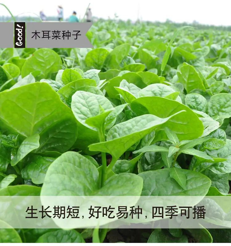 木耳菜03-4