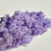 Venta al por mayor de Pino Inmortalizado, Pino Inmortalizado de Yunnan, Flores Secas de Pino Inmortalizado, Pino Cedro Inmortalizado Hortensia Venta al por Mayor Arreglos Florales DIY
