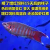 Pez Luchador de Siam fácil de criar Pez Gourami Gigante pez ornamental pez de agua fría alevines cambiar agua no necesita fuego australiano otro
