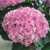 Plántulas de Hortensia Hortensia Endless Summer de Cuatro Estaciones Hortensia en Maceta Patio Floreciente Plantas con Flores Fáciles de Cultivar Flores de Interior