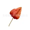 Material de Flor de Ano Novo Menina Natural Fruta Fruta Seca Fruta Ácida Fruta Lanterna Flor Seca Atacado DIY Sacola de Material Artesanal Decoração