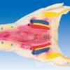 ZM1055 Modelo de Enseñanza Faríngeo Pared de la Garganta Músculo Modelo de Enseñanza Médica Garganta de Adulto Modelo de Patología Integral