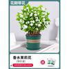 Venda por Dropshipping Mudas de Jasmim em Vasos com Botões Jiuli Xiang Pilha Velha Repelente de Mosquitos Florais de Quatro Estações e Plantas Verdes para Interior