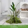 [Série Huair de Três Caracteres] Musgo Artificial Simulado Bonsai Planta Verde Decoração Arranjo Exibição de Janela Bonsai