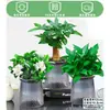 Rábano Verde Árbol de la Fortuna Espárrago Bambú Flor de Incienso de Nueve Millas Planta en Maceta Interior Menta Bambú Rico Planta Hidropónica Fácil de Alimentar