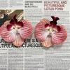 Flor individual de simulación de Phalaenopsis roja de internet peinado Lu Fu regalo de mano caja de dulces 9cm hecho a mano diy accesorios decorativos