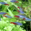 Peixe Ornamental Grande, Peixe Tropical Pequeno de Água Doce Fácil de Cuidar, Peixe Leve, Aquário de Tanque com Plantas Natação em Grupo Peixes de Estimação