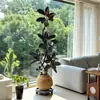 Árbol de Caucho Black Diamond, una Planta de Interior Grande de Alta Gama para la Sala de Estar, con un Toque de Lujo, Adecuada para la Oficina, Fácil de Mantener