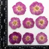 Rosa Flor Real Flor Prensada Espécimen Pegatina Facial Flor Prensada Lámpara de Mesa Pegatina para Velas Flor Seca Hecho a Mano DIY Materiales de Flor Seca