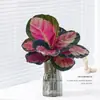 Plantas hidropônicas fáceis de cultivar em ambientes internos Calathea Maçã Verde planta verde planta em vaso adequada para todas as estações sala de estar escritório mesa folhas grandes tolerante à sombra