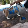 Silla de ruedas para perros con discapacidad en las patas traseras, Asistencia para lesiones en perros mayores, Ayuda para caminar en las extremidades posteriores, Silla de ruedas para parálisis de mascotas, Entrenamiento en silla de ruedas para perros