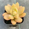 Base de planta suculenta autoproducida y autovendida al por mayor suculentas pequeñas combinación de flores plantas en maceta plantas carnosas Lithops Haworthia
