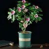 Planta en maceta de Dáfne de borde dorado, variedad fragante con capullos de flor, adecuada para balcones, espacios interiores y salas de estar; una planta con flores resistente y fácil de cultivar