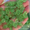 Anillo ovalado con cuentas de medio pan, imitación de jade malayo natural claro, de 6-10 mm, con forma de denier, para bricolaje, con incrustaciones de decoración de cobre y plata.