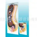 腹膜矢状切面医学模型