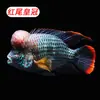 Buque de Guerra Dragón Dorado Rohan Pez Ornamental Tropical Pez Loro Pez Dragón Rojo Pez Gato de Agua Dulce Wlb Pez Mapa Otros