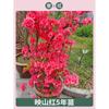 Dropshipping de plantones de azalea de doble temporada que florecen el mismo año, plantones de rododendro plantados en el sur y el norte, resistentes al frío y a las heladas.