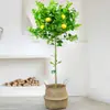 Planta de Limonero en Maceta Aire Fresco, Flores Comestibles, Balcón Sala de Estar Interior, Plantas Verdes Grandes que Florecen en Todas las Estaciones