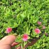 Clorofito Peonía con Capullos Planta Colgante en Maceta Planta de Interior Balcón Florece en Todas las Estaciones para Purificar el Aire y Absorber Formaldehído Plantas Verdes