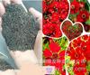 Sementes de Centáurea Perene no Atacado de Várias Regiões, Sementes de Dianthus Multicolores, Flores Medicinais, Flores de Trigo Gigantes, Sementes para Jardinagem