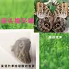 Especímenes de Mariposas Reales para Práctica, Mariposas Originales con Alas Sin Abrir, Materiales DIY para Espécimenes de Insectos, Mariposas Monarca, Insectos Originales, Mariposas Cola de Golondrina