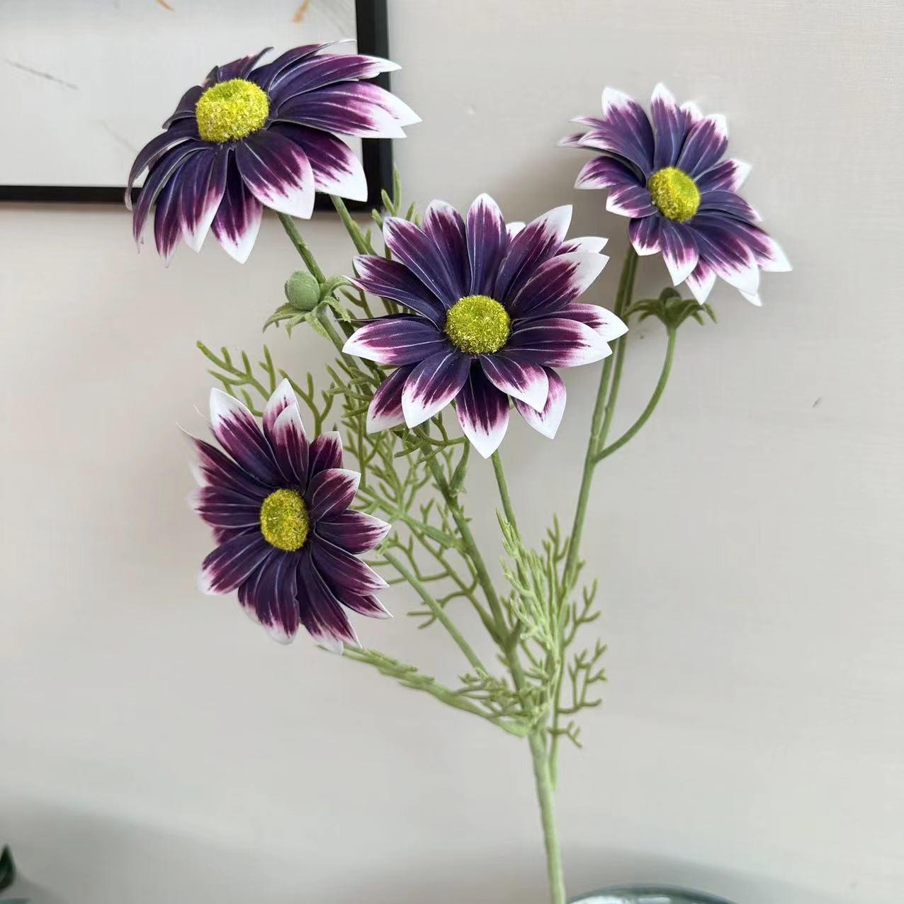 夏菊深紫