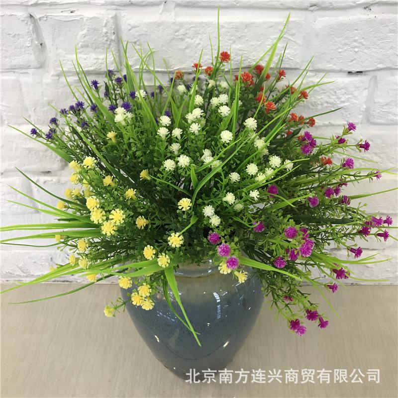 5叉米翠草满天星1