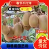 Dropshipping Jujube Suave Kiwi Salvaje Plantón Dandong Semilla Suave Noreste Cuixiang Corazón Amarillo Corazón Rojo Xu Xiang Zhouzhi