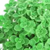 Planta en Maceta con un Toque de Fragancia, Planta Verde con Aroma Fuerte para Sala de Estar, Balcón, Repelente de Mosquitos, Repelente de Insectos, Suculenta con Aroma, con Tierra para Macetas
