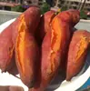 Entrega al por mayor de batatas de Fujian Liu'ao 3/5/ 4.5 kg batatas corazón dulce, batatas castaña, vegetales de raíz fragantes y pegajosos, verduras frescas