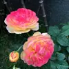 Envío Directo de Una Pieza Plántulas de Rosa Grande para Desfiles Trepadora para Balcón Rosa Trepadora de Cuatro Estaciones Planta Trepadora Rosa Planta de Rosa en Maceta