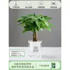 Árbol de la Fortuna Trenzado Planta Pequeña en Maceta Bonsái Escritorio Oficina Planta Verde Tolerante a la Sombra Planta Hidropónica