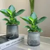[Compre Um, Leve Outro Grátis] Planta Verde de Folha Grande Diamante Dourado Princesa Verde para Interior, Vaso, para Escritório, Sempre Verde o Ano Todo, Cultivo Hidropônico e em Solo