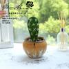 Suculenta Cactus de Espuma DIY Micro Paisaje Planta Tropical Decoración de Pared Flor Falsa Envío Directo Flor Artificial