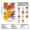 Muestra de flor real para jardín de infantes, pegatina hecha a mano, relieve de flores secas, bricolaje, retrato facial, flores secas decorativas, bolsa de material de maquillaje