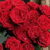 Dropshipping Mudas de Rosa Rhodes, Rosas Floridas, Flores em Vasos, Plantas Trepadeiras, Cipós, Roseiras, Plantas Verdes
