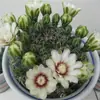 Cacto Flor de Jasmim Carmesim em vaso para decoração de escritório e casa, flores de varanda, mudas de suculentas