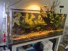 Sistema de Filtro Inferior con Sifón para Acuario Sin Taladrar, Cambie los Accesorios de la Tubería del Filtro, Tanque de Peces Inodoro para Peces Olla con Sifón Separación de Desechos de Peces