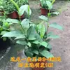 Las Plantas Copo de Nieve Rojas Son Plantas Perennes Resistentes al Calor, de Crecimiento Rápido y Fáciles de Cuidar, Copos de Nieve Azules, Copos de Nieve Blancos, Plantas para Balcón Exterior y Jardín