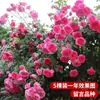 Rosa de Cabello Recto de Yunnan Enredadera para Muro Rosa Flor Extra Grande Plántulas Fragancia Fuerte Florece en Todas las Estaciones Plantas para Patio Casa Balcón