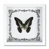 Especimen de Mariposa Real Decoración del Hogar Marco de Fotos de Madera DIY Suministros de Pintura Decorativa Avanzada Regalo Moderno Regalo Creativo
