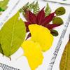 Flores Secas Transfronteiriças Estampagem Atacado Jardim de Infância Feito à Mão Adesivos de Folhas Reais DIY Foto Decoração de Rosto Espécimes de Plantas
