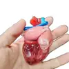 Servicios de Impresión 3D a Todo Color de Grado Industrial, Procesamiento de Laminación por Lotes de Modelos Médicos de Curado por Luz de Alta Precisión