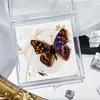 Foto de Espécime de Borboleta Real Porta-Retrato Caixa Transparente Ornamentos Estéreo Presente Ensino de Jardim de Infância Criativo Artesanal Adereços para Fotos