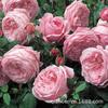 Base Wholesale Rosa Trepadora Forma en Maceta Florero de Rosas Enredadera Multi-Flor Casa de Rosas Patio Floración en el Mismo Año