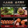 Nueces Pequeñas de Otoño de Alta Calidad para Girar con la Mano, Adecuadas para Niñas y Hombres para Jugar y Sostener en los Dedos, Artículos Pequeños para Sostener en la Mano