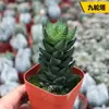 Doce Volúmenes de Aloe de Hoja Dura, Euphorbiaceae, Nutaotian, Colección de Raíces de Planta Suculenta Rara, Garras de Dragón Poco Populares