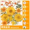 Paquete de Materiales DIY de Flores Secas Flores Prensadas Hechas a Mano Flores Conservadas Marcadores de Libros de Flores Prensadas Hojas de Árbol Real Plantas Pegatinas de Resina Maquillaje Facial